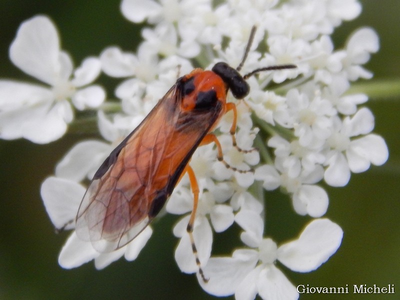 Argidae da ID? no, Tenthredinidae, Athalia sp.